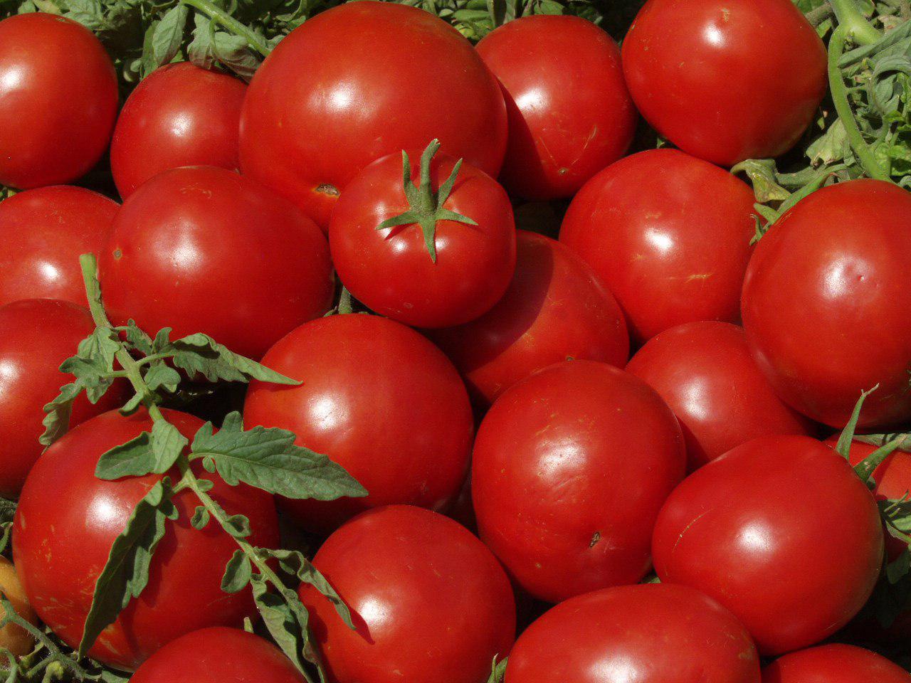 توقیف بیش از 15 تن گوجه فرنگی قاچاق توسط ماموران گمرک